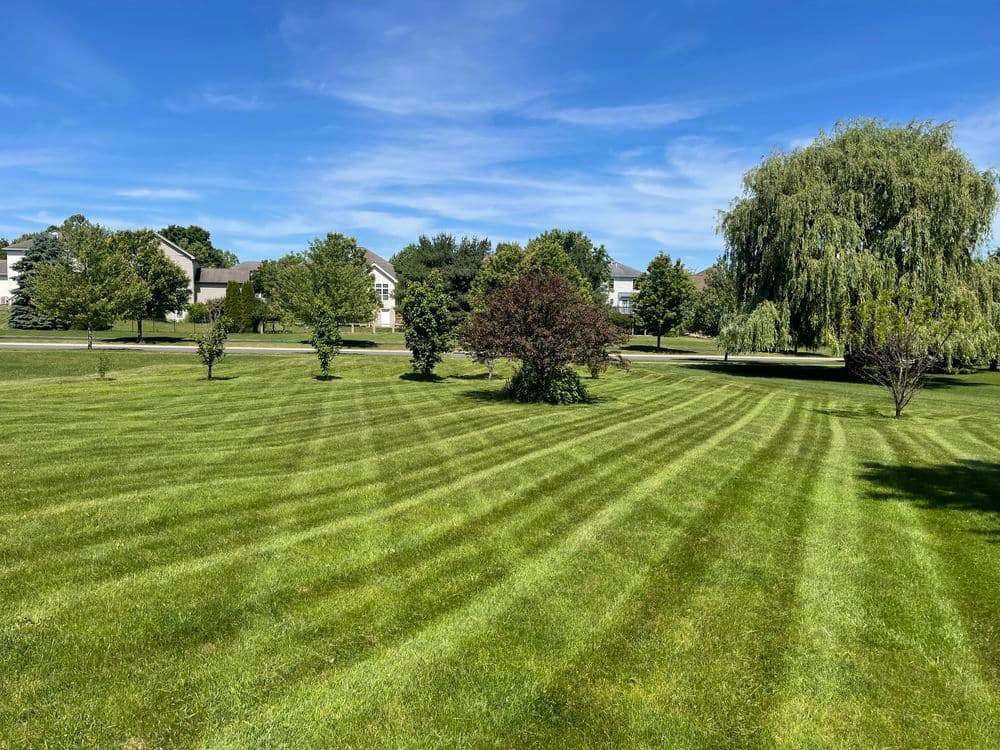 Lush green lawn with striped grass and trees under a clear blue sky.