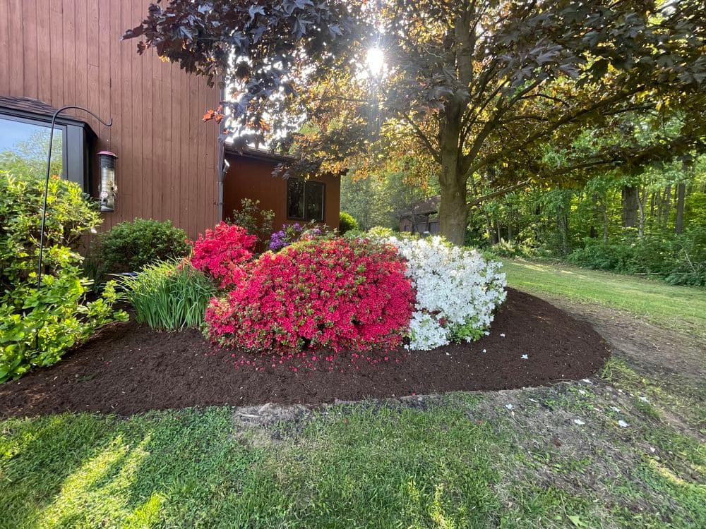 Vibrant flowerbed with pink, red, and white blooms beside a house in a lush garden setting.