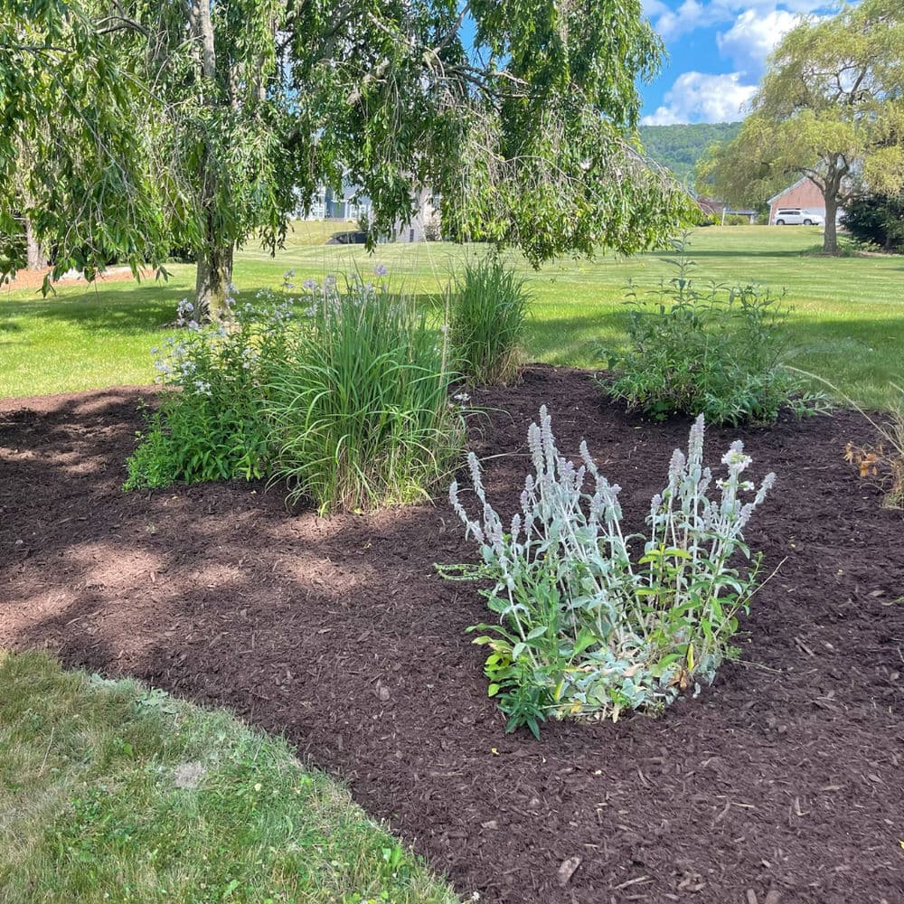 Lush garden bed with diverse plants and fresh mulch under a sunny sky.