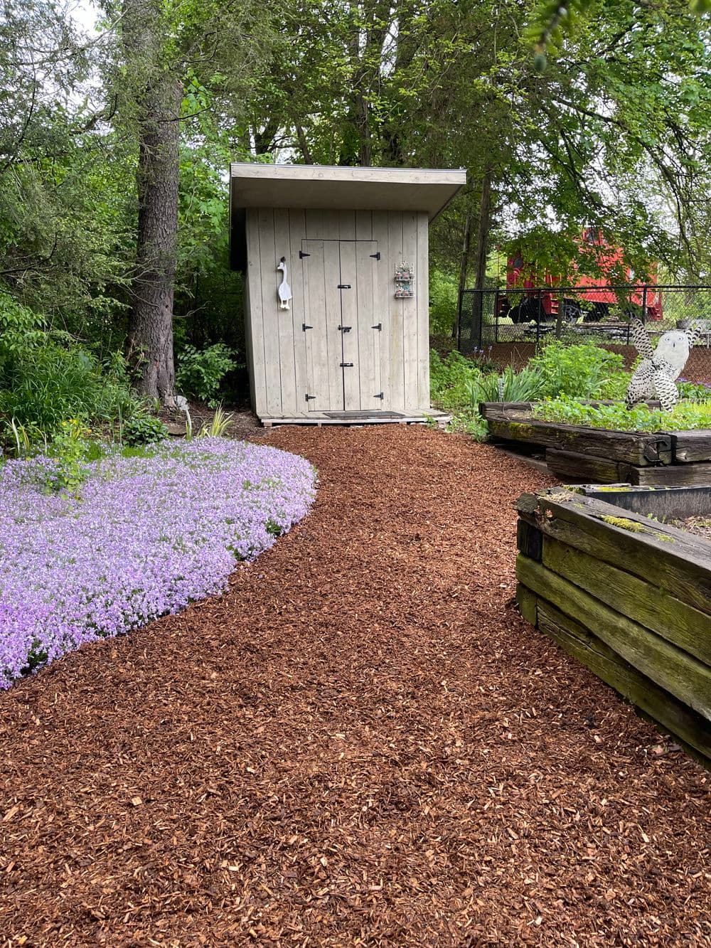 Garden pathway with mulch, purple flowers, and a wooden shed surrounded by greenery.